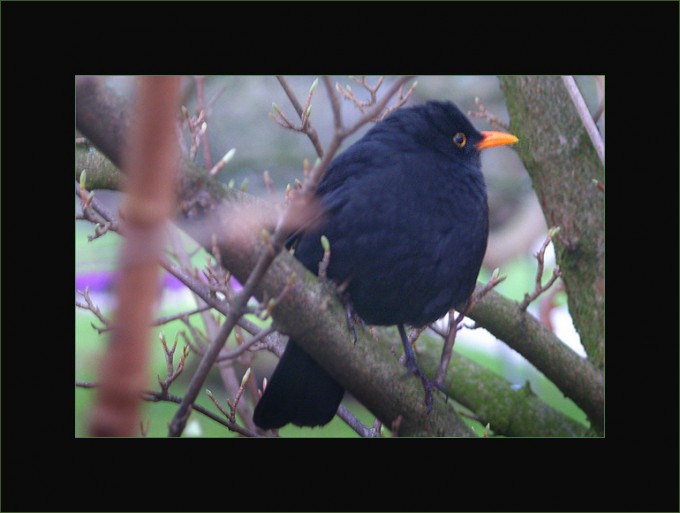Amsel
