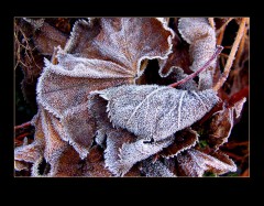 Morgenreif Morgenreif