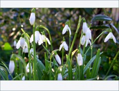Schneeglöckchen Schneeglöckchen
