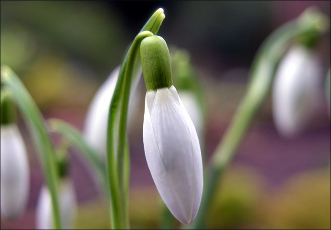 Schneeglöckchen