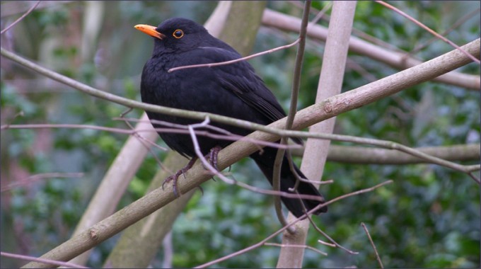 Amsel