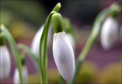 Schneeglöckchen Schneeglöckchen