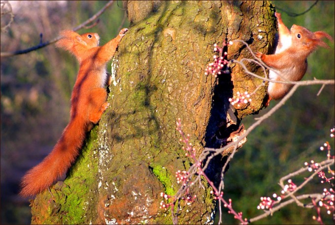 Zwei Eichhörnchen