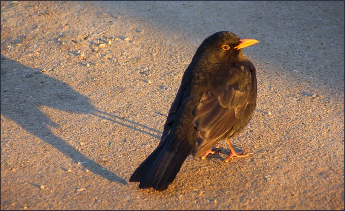 Amsel