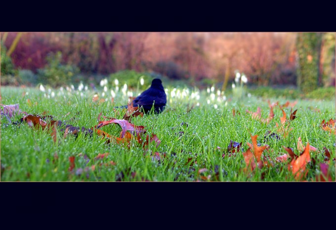 Amsel