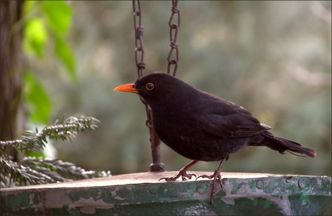 Amsel