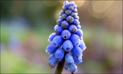 Becherhyazinthe Becherhyazinthe