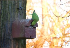 Papageientest Papageientest