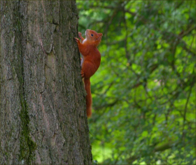 Junges Eichhörnchen