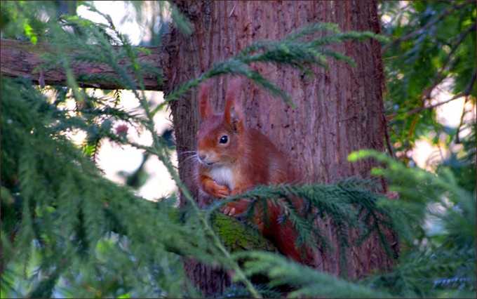 Eichhörnchen