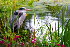 Fischreiher Fischreiher