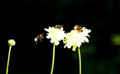 Drei Hummeln Drei Hummeln