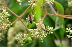 Eine Biene Eine Biene
