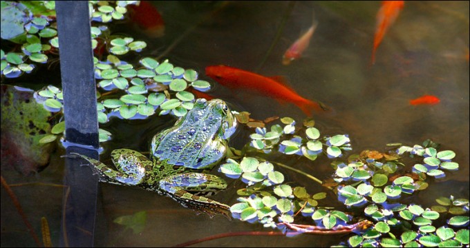 Ein Teichfrosch