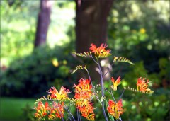 Montbretie Montbretie