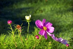 Sommerblüten Sommerblüten