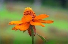 Sommerblüte Sommerblüte