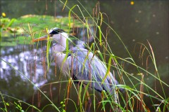 Fischreiher Fischreiher
