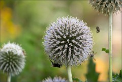 Kugeldistel Kugeldistel