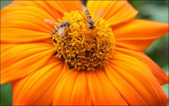 Sommerblüte Sommerblüte