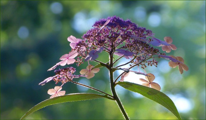Hortensienblüten