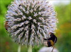 Kugeldistel Kugeldistel