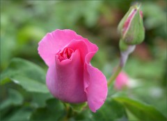 Rosenknospe Rosenknospe