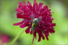 Goldfliege Goldfliege