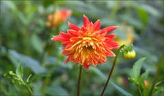 Dahlienart Dahlienart