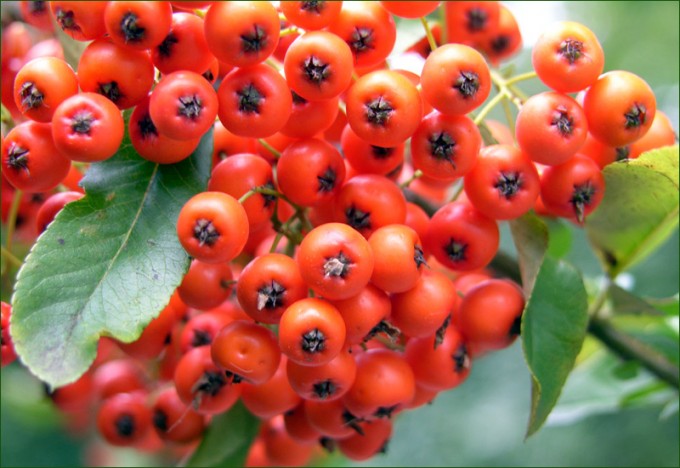 Vogelbeeren