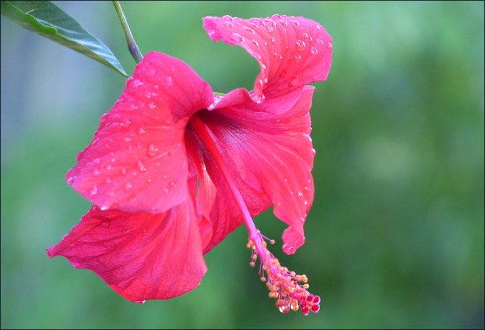 Hibiskus