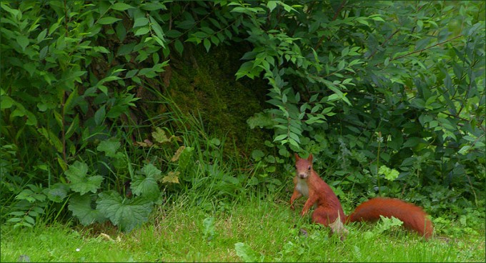 Eichhörnchen