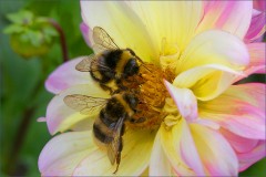 Zwei Hummeln Zwei Hummeln