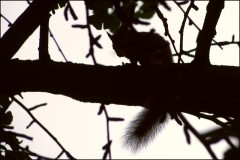 Eichhörnchen Eichhörnchen