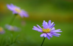 Kleine blaue Blüte Kleine blaue Blüte