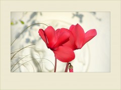 Alpenveilchen Alpenveilchen