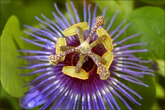 Passionsblume Passionsblume