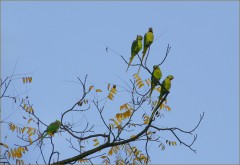 Fünf Papageien