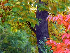 Herbstimpression Herbstimpression