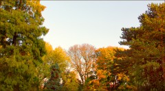 Herbstbäume Herbstbäume