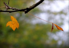 Herbstblätter Herbstblätter
