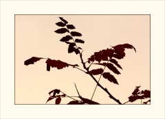 Oktoberblätter Oktoberblätter