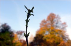 Herbstluft Herbstluft