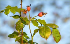 Hagebutten Hagebutten