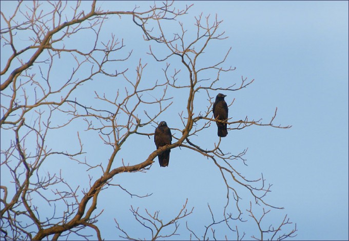 Zwei Raben