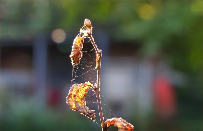 Vertrocknete Blätter