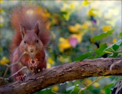 Nussfrühstück Nussfrühstück