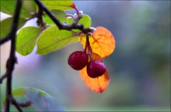 Zwei Beeren Zwei Beeren