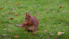 Eichhörnchen Eichhörnchen