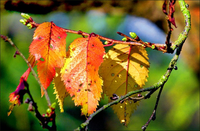 Herbstkirschbaumblätter